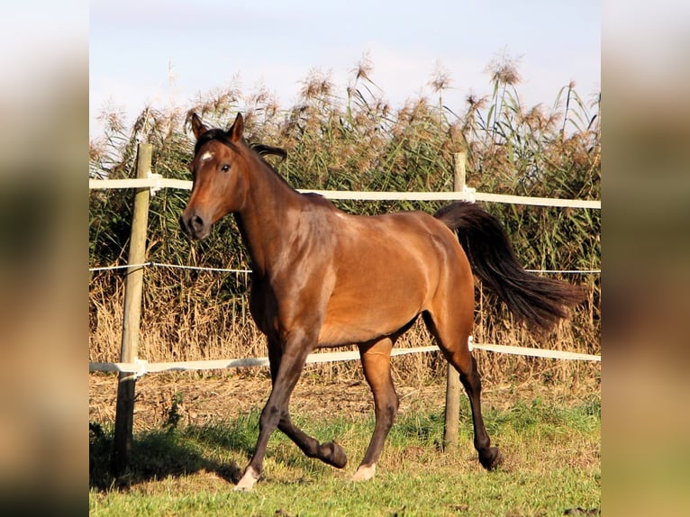 Arabian horses Mare 7 years 14,2 hh Bay-Dark in Kehl