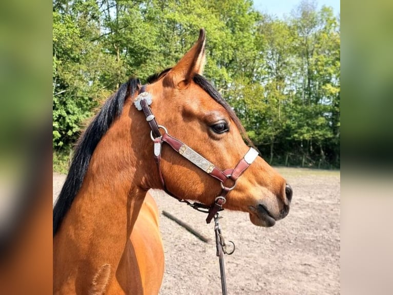 Arabian horses Mare 7 years 14,2 hh Brown in Kolham