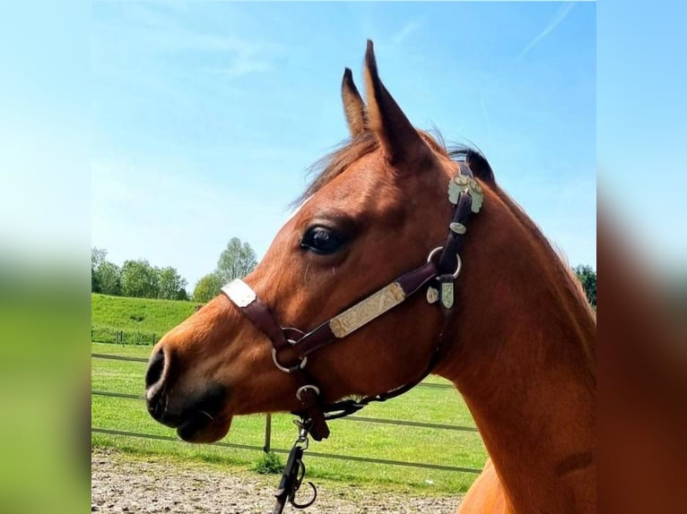 Arabian horses Mare 7 years 14,2 hh Brown in Kolham