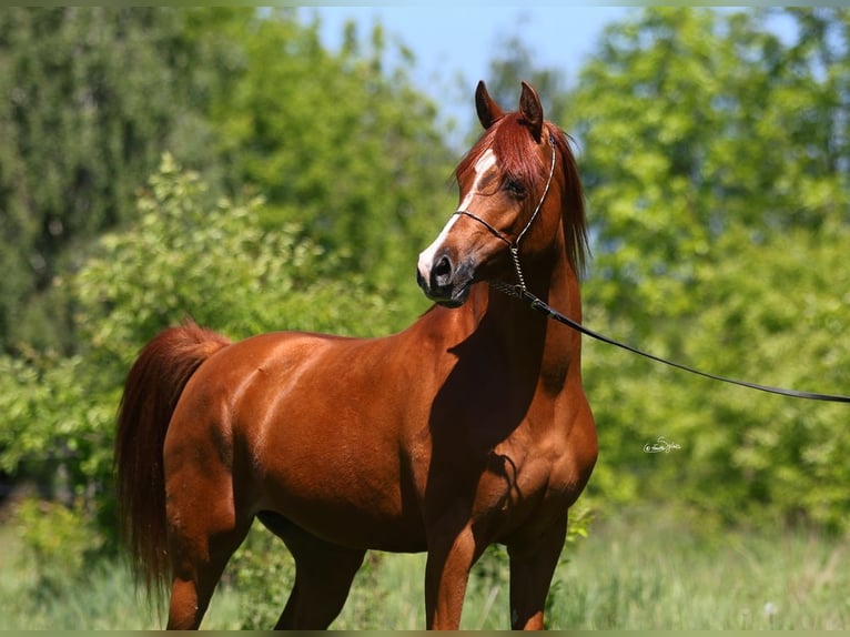 Arabian horses Mare 7 years 14,2 hh Chestnut-Red in Lodz