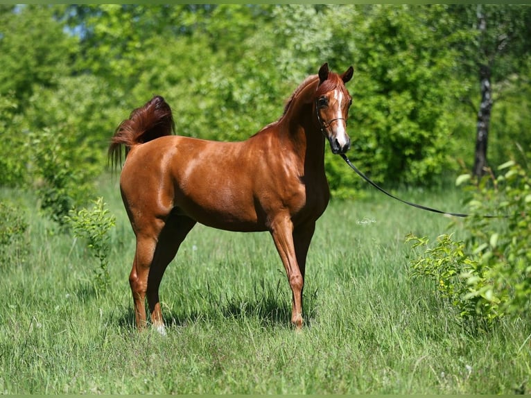 Arabian horses Mare 7 years 14,2 hh Chestnut-Red in Lodz