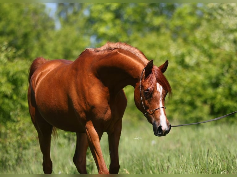 Arabian horses Mare 7 years 14,2 hh Chestnut-Red in Lodz