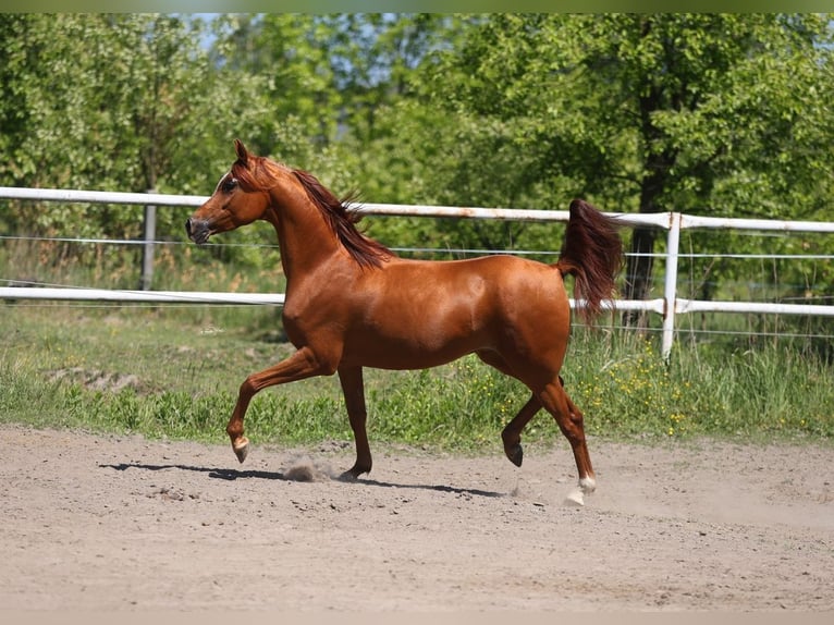 Arabian horses Mare 7 years 14,2 hh Chestnut-Red in Lodz