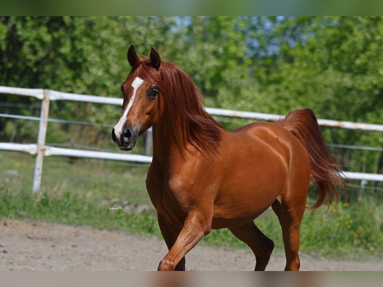 Arabian horses Mare 7 years 14,2 hh Chestnut-Red in Lodz