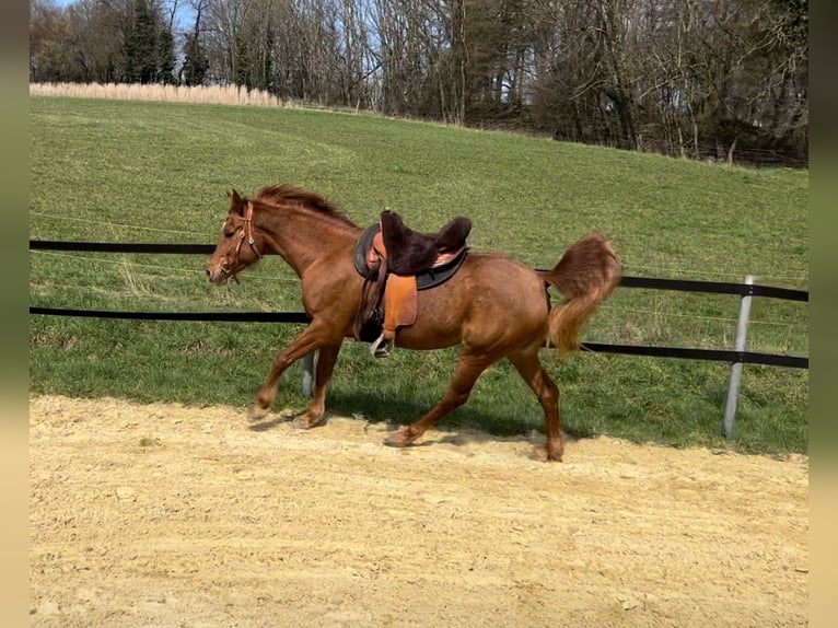 Arabian horses Mare 7 years 14,2 hh Chestnut-Red in Lage