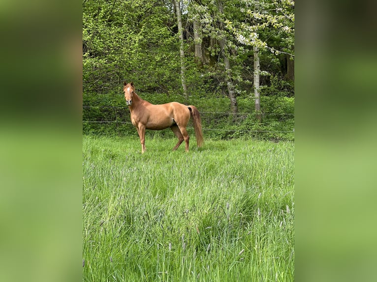 Arabian horses Mare 7 years 14,2 hh Chestnut-Red in Lage