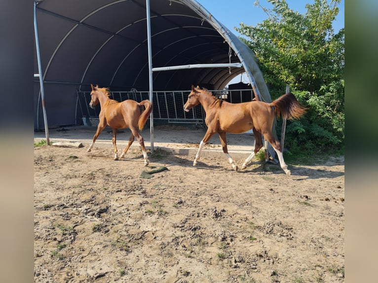 Arabian horses Mare 7 years 14,3 hh Black in Hochborn