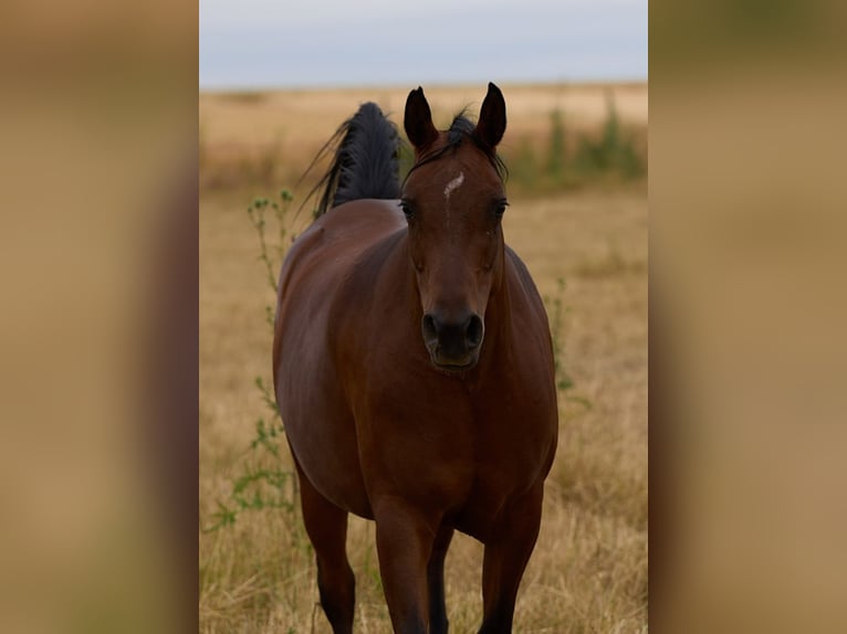 Arabian horses Mare 7 years 14,3 hh Black in Hochborn