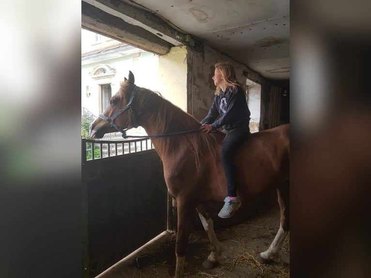 Arabian horses Mare 7 years 14,3 hh Black in Hochborn