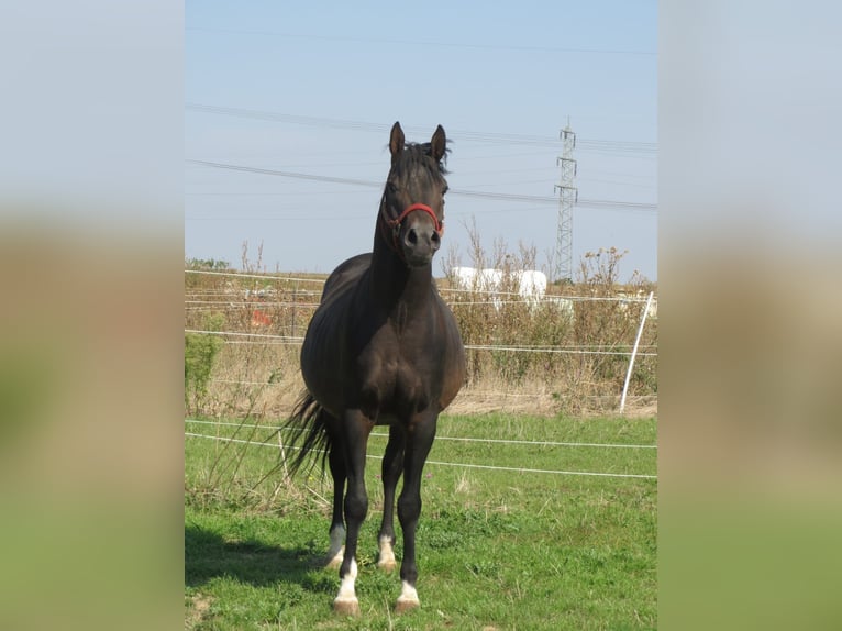 Arabian horses Mare 7 years 14,3 hh Black in Hochborn