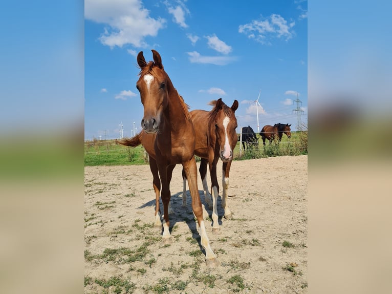 Arabian horses Mare 7 years 14,3 hh Black in Hochborn