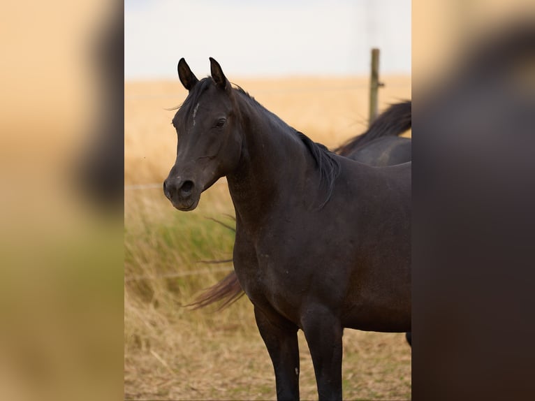 Arabian horses Mare 7 years 14,3 hh Black in Hochborn