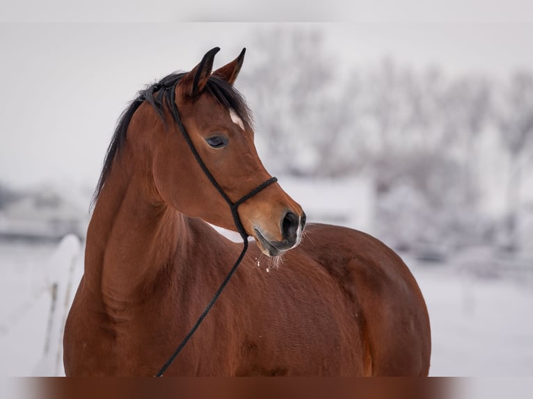 Arabian horses Mare 7 years 14,3 hh Brown in Senden