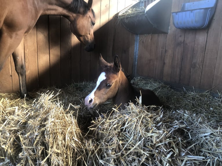 Arabian horses Mare 7 years 14,3 hh Brown in Senden