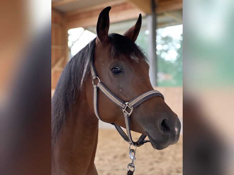 Arabian horses Mare 7 years 14,3 hh Brown in Senden