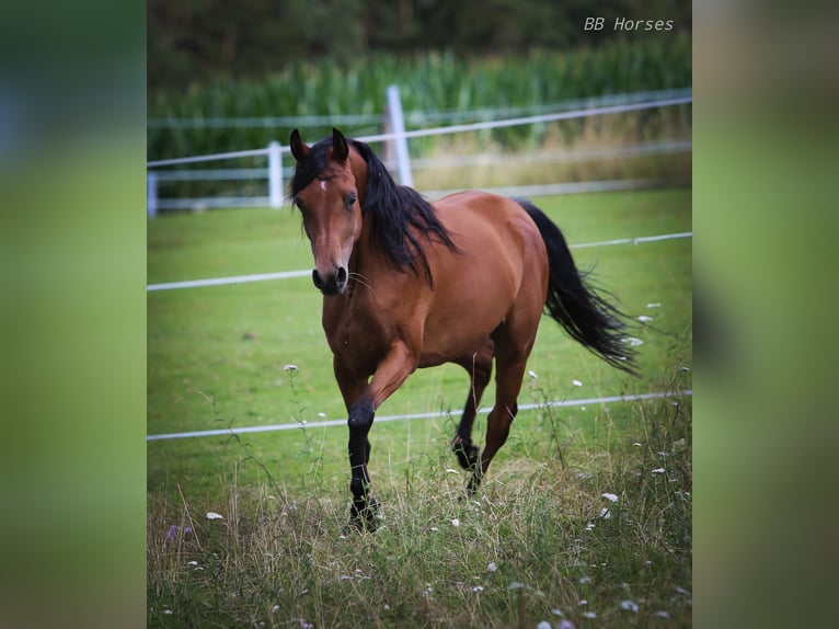 Arabian horses Mare 7 years 14,3 hh Brown in Wernberg-Köblitz