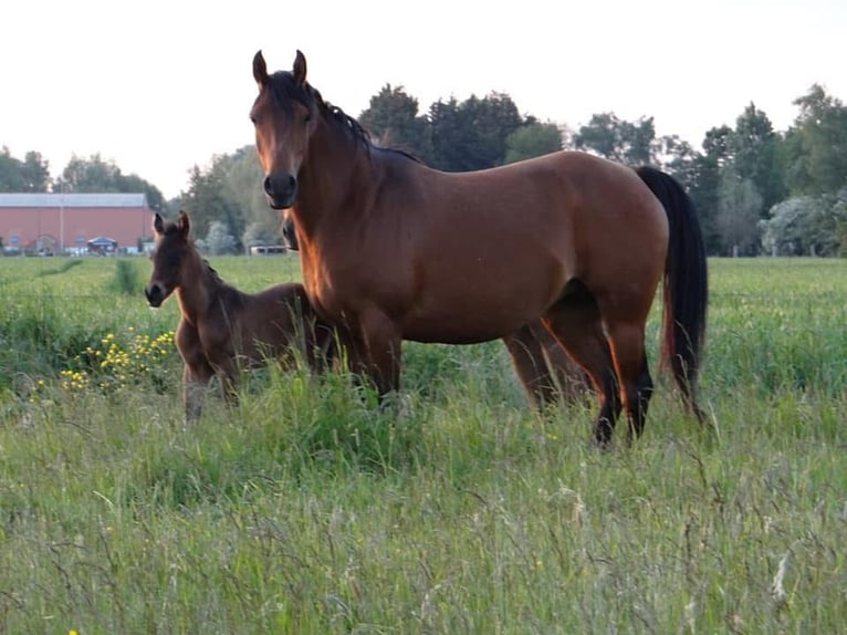 Arabian horses Mare 7 years 14,3 hh Brown in Valenciennes