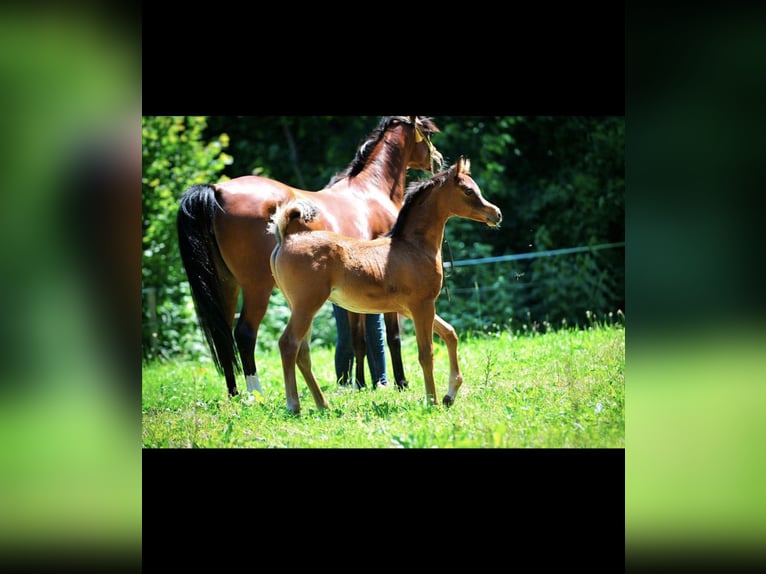 Arabian horses Mare 7 years 14.3 hh Brown in Amtzell