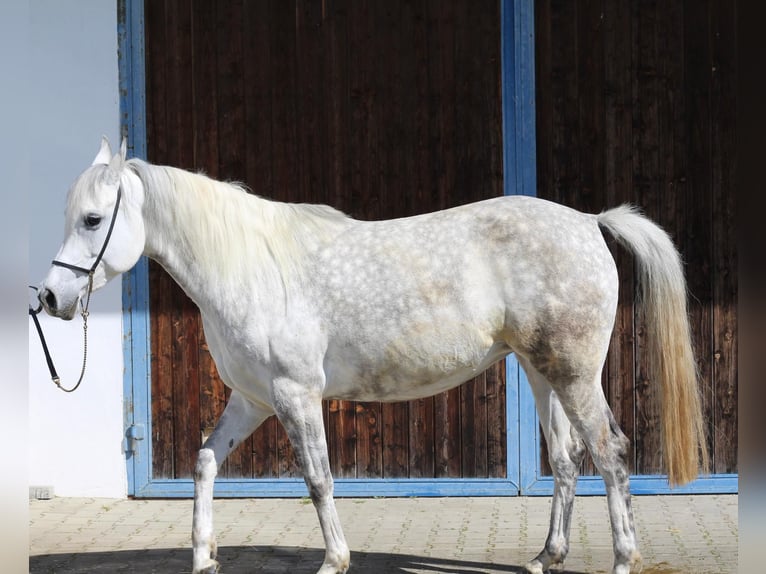 Arabian horses Mare 7 years 14,3 hh Gray in Allmendingen