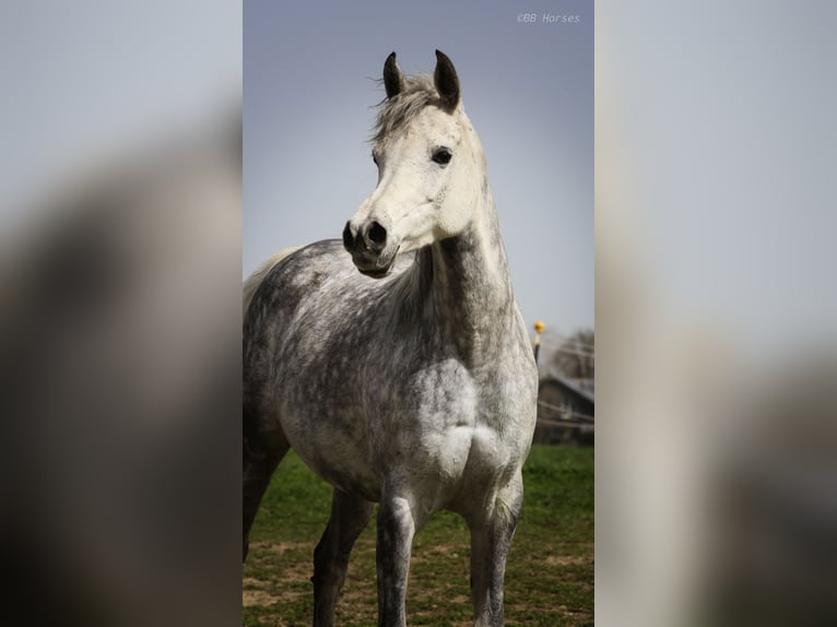 Arabian horses Mare 7 years 14,3 hh Gray in Pastetten