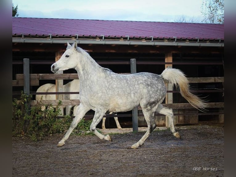 Arabian horses Mare 7 years 14,3 hh Gray in Pastetten