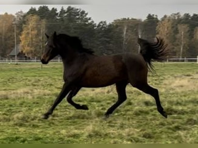 Arabian horses Mare 7 years 14,1 hh Brown in Boronów