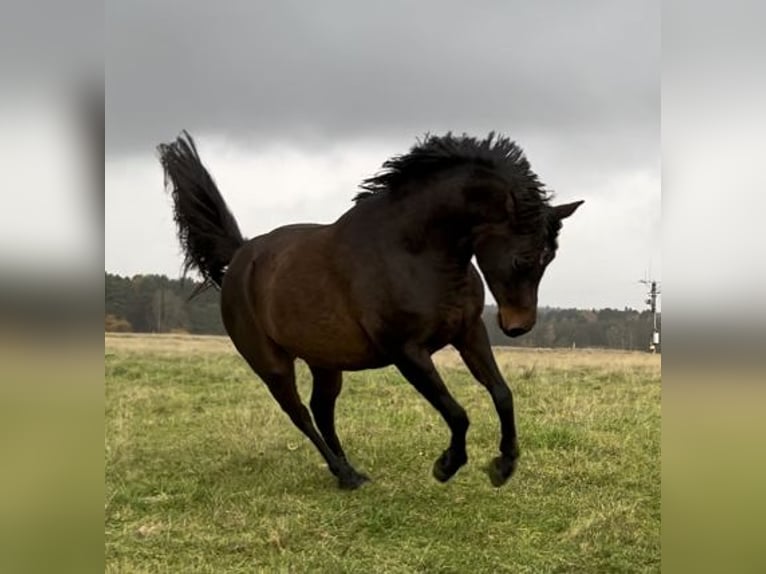 Arabian horses Mare 7 years 14,1 hh Brown in Boronów