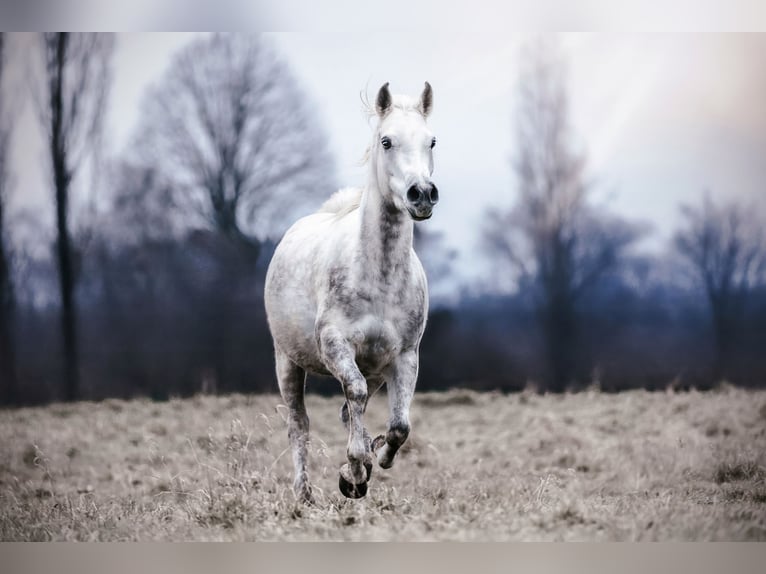 Arabian horses Mare 7 years 14,1 hh Grey in Ehrenkirchen