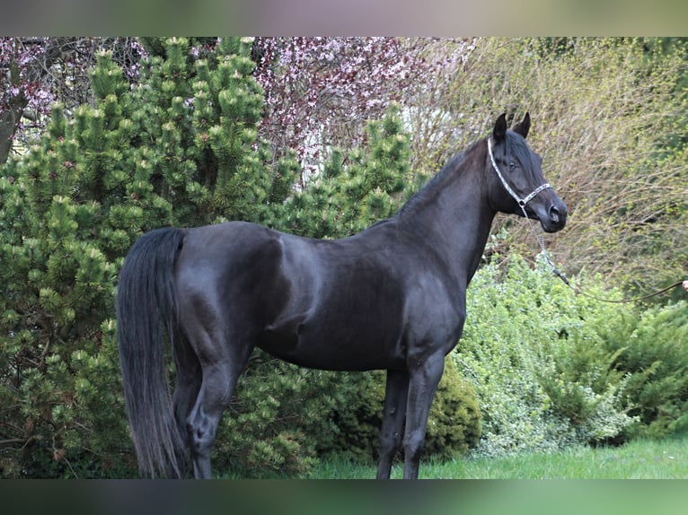 Arabian horses Mare 7 years 14,2 hh Black in Santok