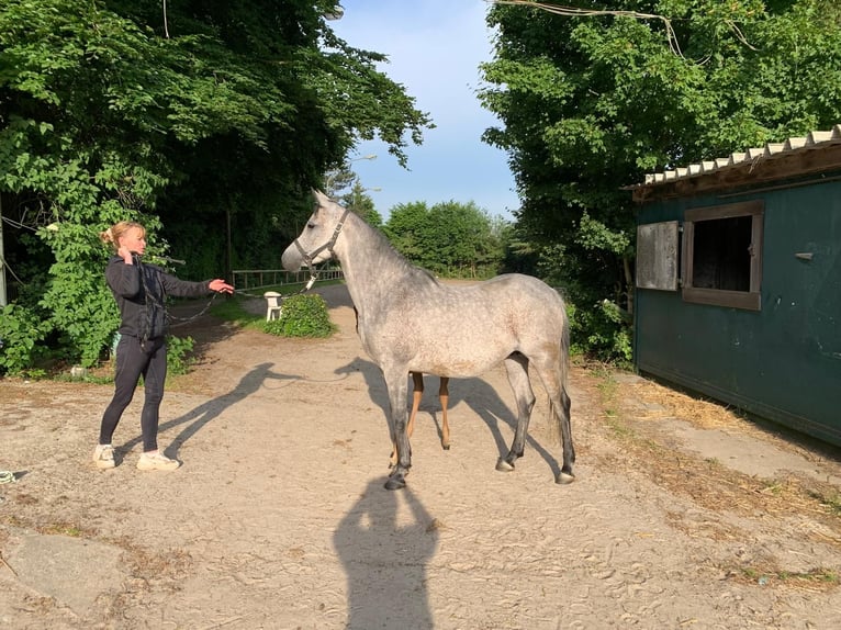 Arabian horses Mare 7 years 14,2 hh Gray in Essen