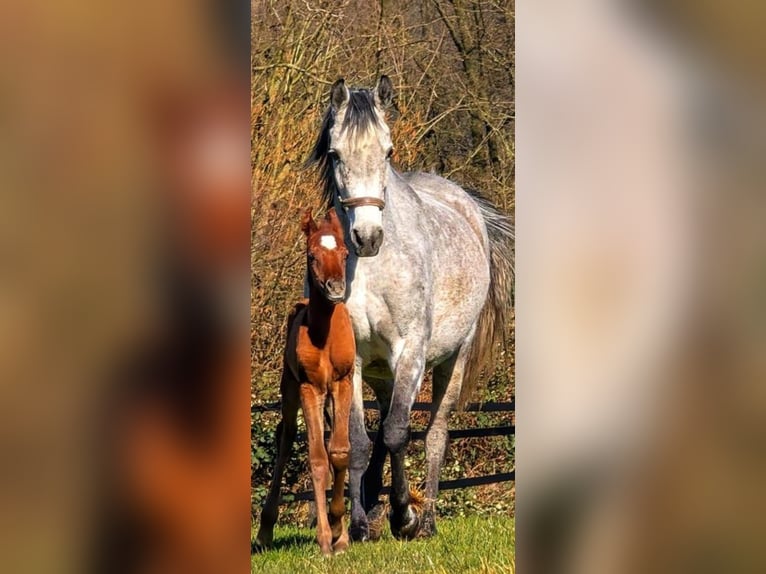 Arabian horses Mare 7 years 14,2 hh Gray in Essen