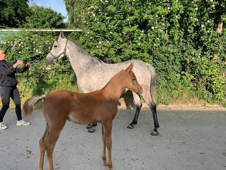 Arabian horses Mare 7 years 14,2 hh Gray in Essen
