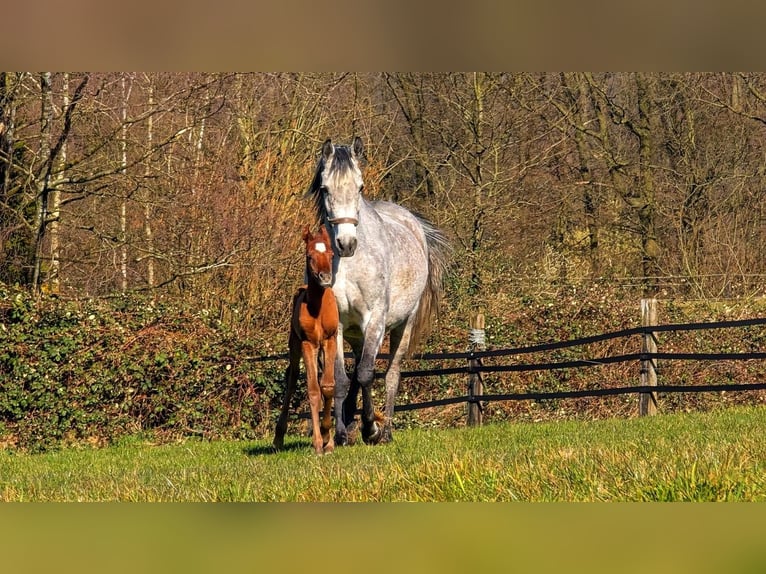 Arabian horses Mare 7 years 14,2 hh Gray in Essen