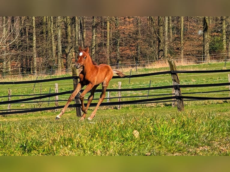 Arabian horses Mare 7 years 14,2 hh Gray in Essen