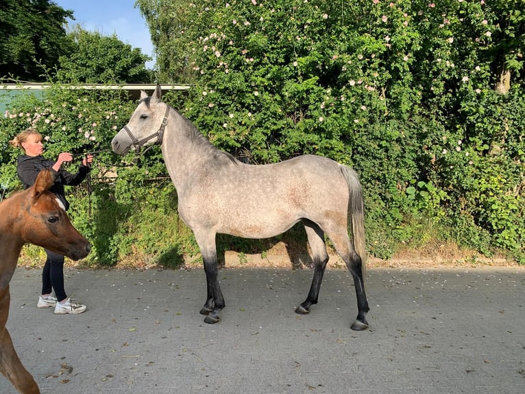 Arabian horses Mare 7 years 14,2 hh Gray in Essen