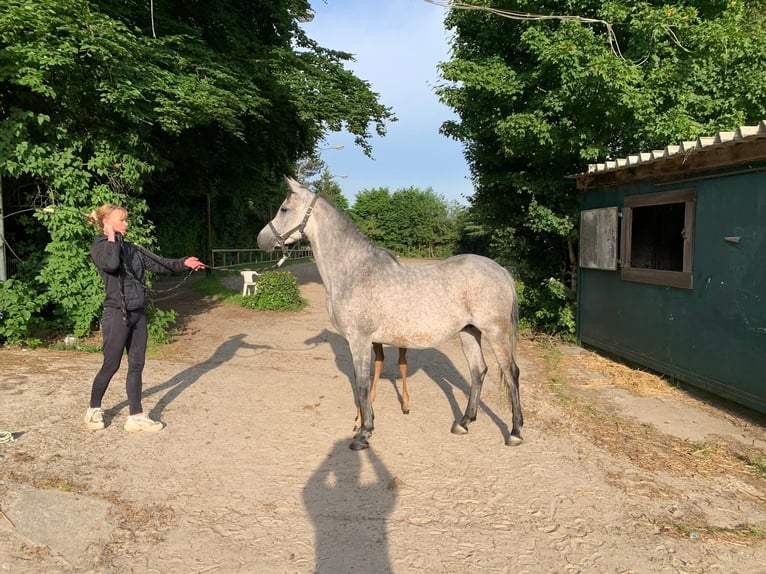 Arabian horses Mare 7 years 14,2 hh Gray in Essen