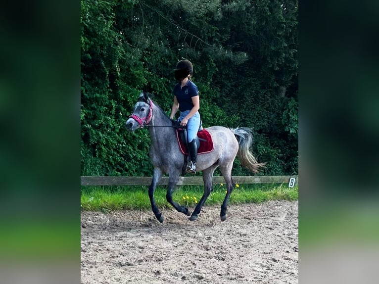 Arabian horses Mare 7 years 14,2 hh Gray in Essen