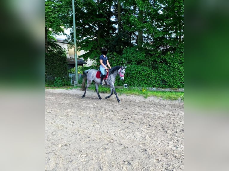 Arabian horses Mare 7 years 14,2 hh Gray in Essen