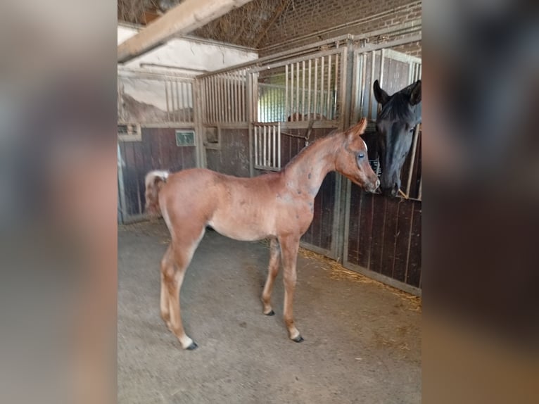 Arabian horses Mare 7 years 14,2 hh Gray in Essen