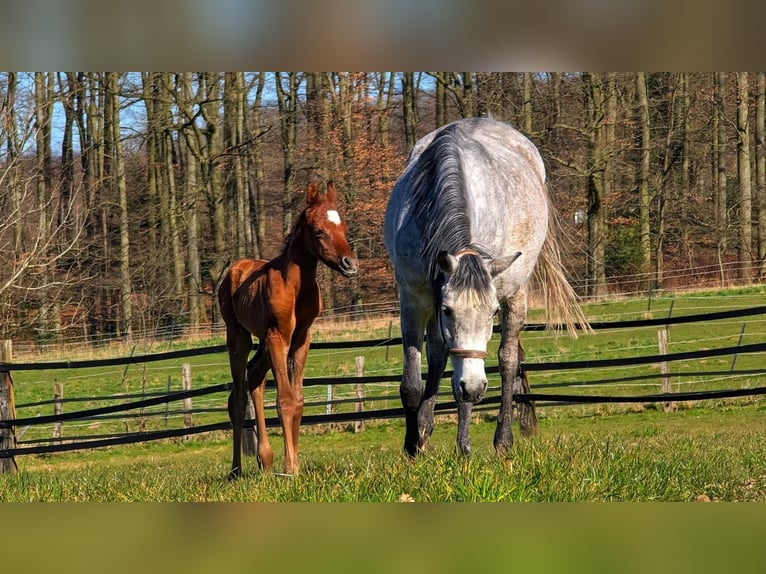 Arabian horses Mare 7 years 14,2 hh Gray in Essen