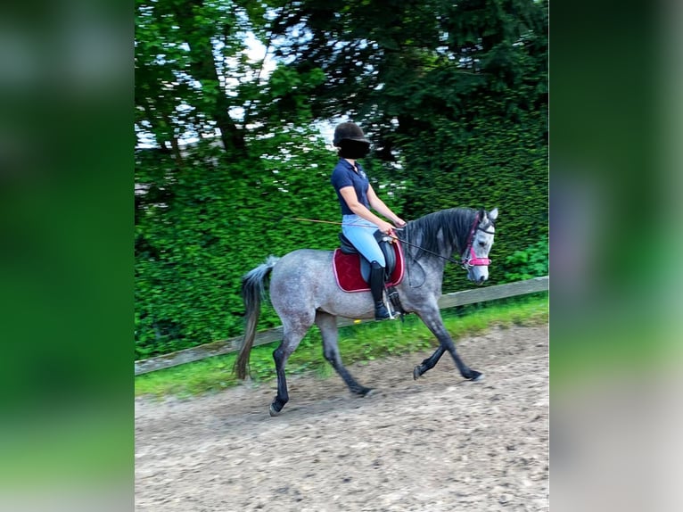 Arabian horses Mare 7 years 14,2 hh Gray in Essen