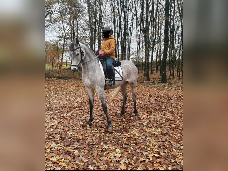 Arabian horses Mare 7 years 14,2 hh Gray in Essen