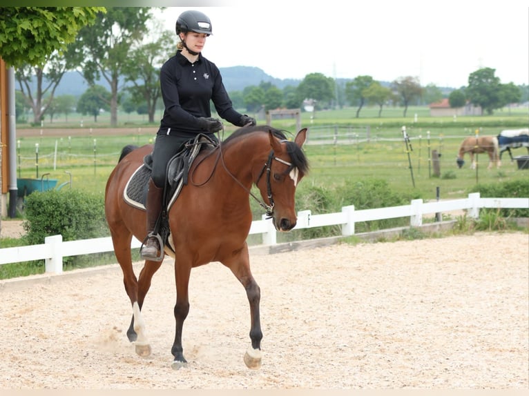 Arabian horses Mare 7 years 14,3 hh Brown in Amtzell