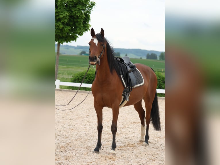 Arabian horses Mare 7 years 14,3 hh Brown in Amtzell