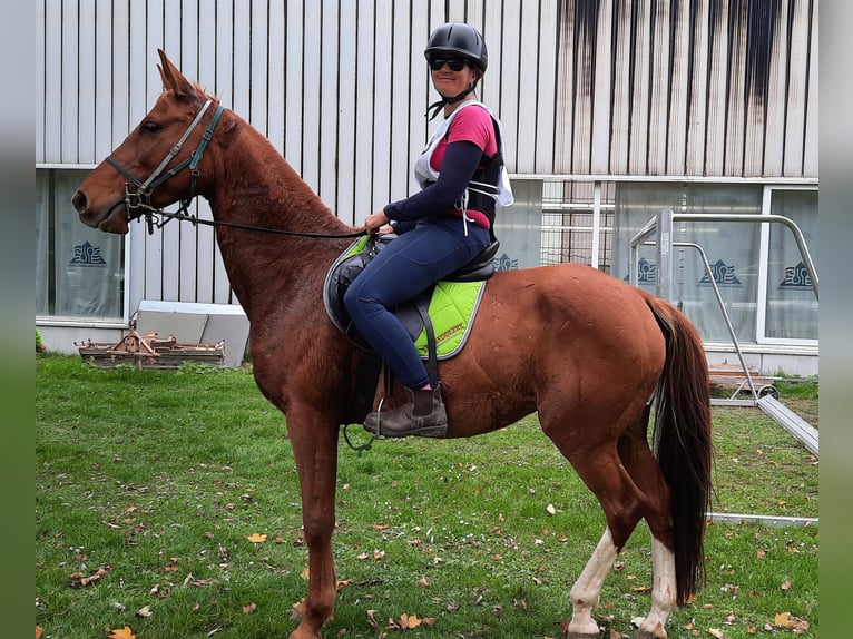 Arabian horses Mare 7 years 14,3 hh in Wörth an der Donau