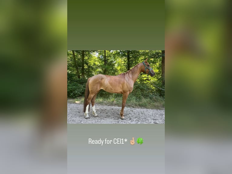 Arabian horses Mare 7 years 14,3 hh in Wörth an der Donau