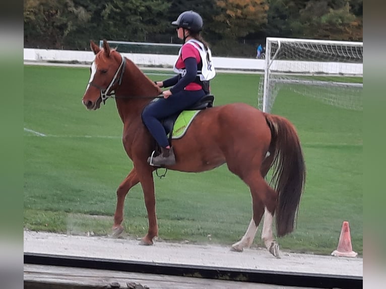 Arabian horses Mare 7 years 14,3 hh in Wörth an der Donau