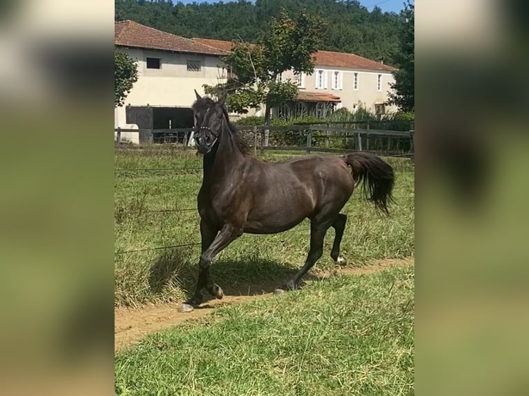 Arabian horses Mare 7 years 15,1 hh Black in Gers