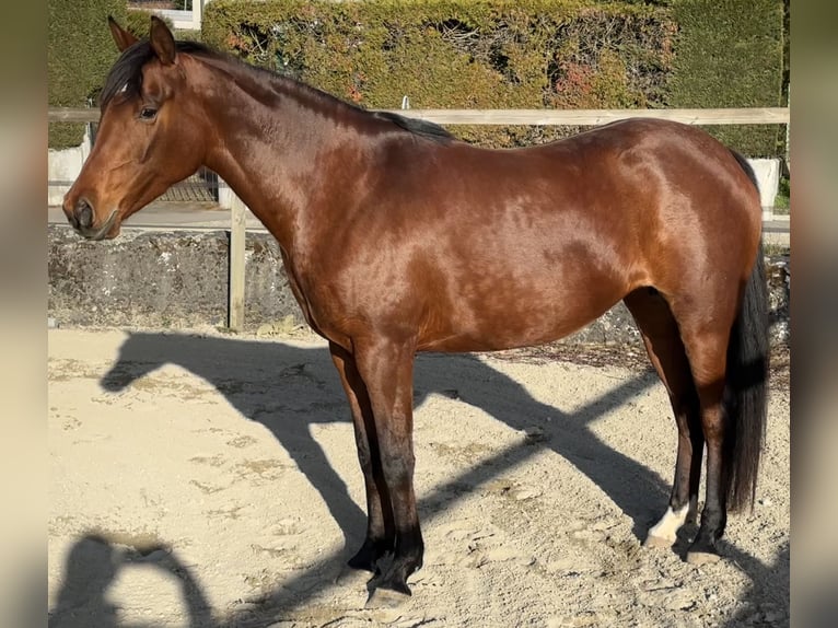 Arabian horses Mare 7 years 15.1 hh Brown in Penthaz