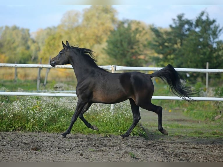 Arabian horses Mare 7 years 15,1 hh Brown in Lodz